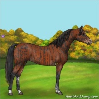 Horse Color:Brown Sabino Rabicano and Bay Sabino Rabicano