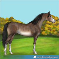 Horse Color:Brown Dun Rabicano  and Gray Sable Champagne Rabicano 