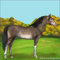 Horse Color:Brown Dun Rabicano  and Gray Sable Champagne Rabicano 