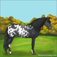 Horse Color:Black Appaloosa Rabicano 