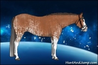 Horse Color:White Spotted Bay Splash  and Bay Splash 