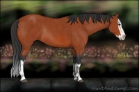 Horse Color:Bay Sabino Rabicano  and Bay Sabino Splash Rabicano 