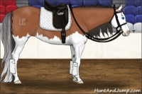 Horse Color:Bay Splash 