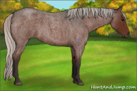 Horse Color:Silver Brown Roan 