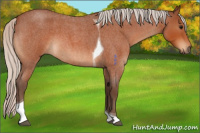 Horse Color:Silver Bay Roan Tobiano 