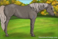 Horse Color:Silver Black