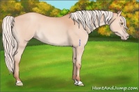 Horse Color:Silver Amber Champagne Roan 