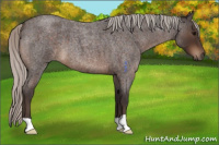 Horse Color:Silver Brown Roan 