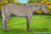 Horse Color:Silver Grullo Roan 