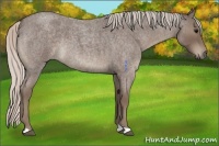 Horse Color:Silver Blue Roan 