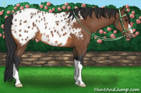 Horse Color:Bay Near Leopard 