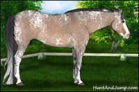 Horse Color:White Spotted Brown Ice Dun Splash Rabicano 
