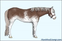 Horse Color:White Spotted Silver Black Sabino 