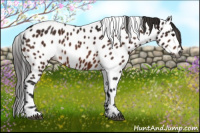 Horse Color:Gray Bay Appaloosa 