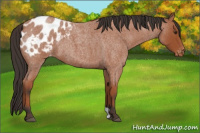 Horse Color:Bay Roan Appaloosa 