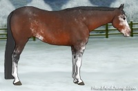Horse Color:Bay Sabino 
