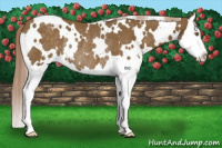 Horse Color:White Spotted Chocolate Palomino Splash Rabicano 