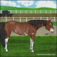 Horse Color:Bay Sabino Rabicano  and Brown Sabino Rabicano 