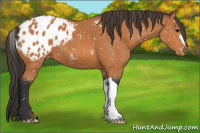 Horse Color:Bay Appaloosa 