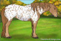 Horse Color:Chestnut Appaloosa