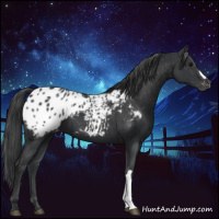 Horse Color:Black Appaloosa 