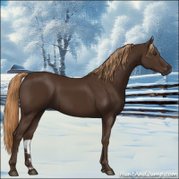 Horse Color:Liver Chestnut 