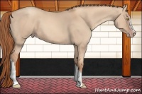 Horse Color:Gold Champagne Dun 