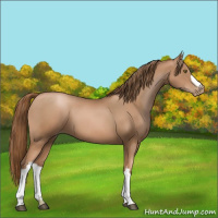 Horse Color:Liver Chestnut Pearl 