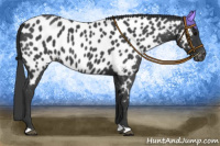 Horse Color:Blue Roan Appaloosa 