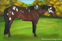 Horse Color:White Spotted Brown 