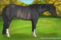 Horse Color:Brown Rabicano 