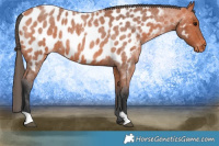Horse Color:Bay Roan Appaloosa 