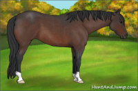 Horse Color:Bay Roan 