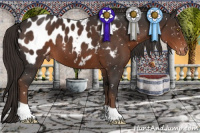 Horse Color:Liver Chestnut Appaloosa