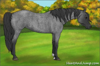 Horse Color:Blue Roan 