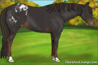 Horse Color:Liver Chestnut Appaloosa