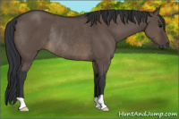 Horse Color:Brown Dun Rabicano 