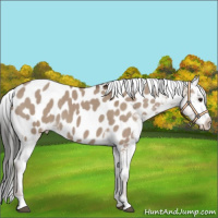 Horse Color:Liver Red Dun Appaloosa 