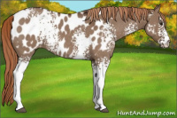 Horse Color:White Spotted Liver Red Dun Blanket Rabicano 