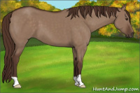 Horse Color:Liver Red Dun 