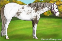 Horse Color:White Spotted Chocolate Palomino Snowcap 