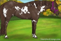 Horse Color:White Spotted Liver Chestnut 
