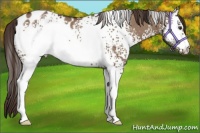 Horse Color:White Spotted Liver Red Dun Appaloosa Rabicano 