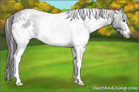 Horse Color:White Spotted Liver Chestnut 