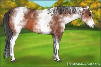 Horse Color:White Spotted Bay Sabino 