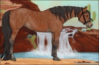 Horse Color:Bay Sabino Rabicano  and Bay Sabino Rabicano 