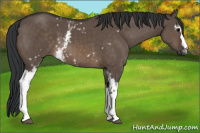 Horse Color:White Spotted Brown Dun 