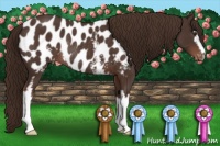 Horse Color:White Spotted Liver Chestnut Appaloosa Rabicano 