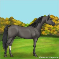 Horse Color:Grullo 