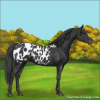 Horse Color:Black Appaloosa